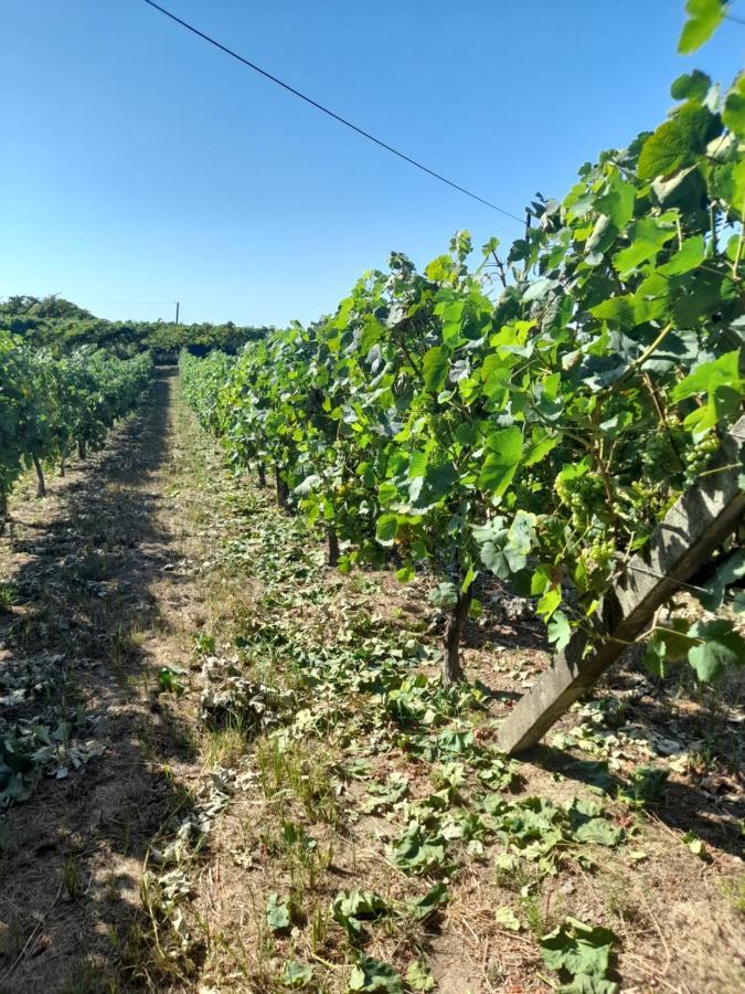 Willa Quinta Do Silva Celorico De Basto Zewnętrze zdjęcie