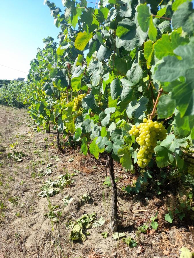 Willa Quinta Do Silva Celorico De Basto Zewnętrze zdjęcie